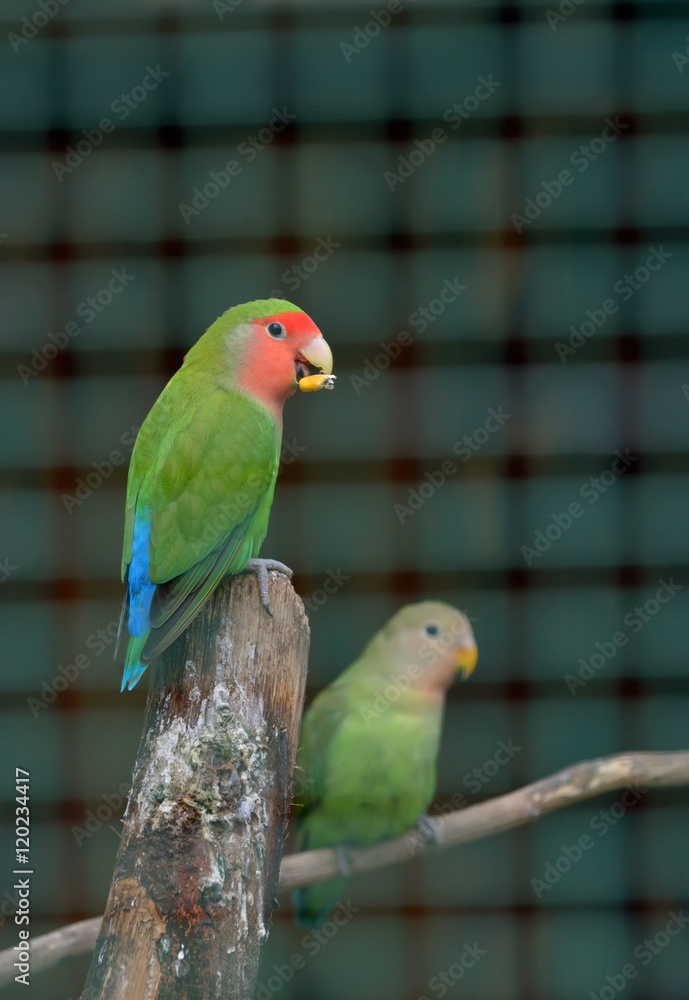 Cotorra parrot green