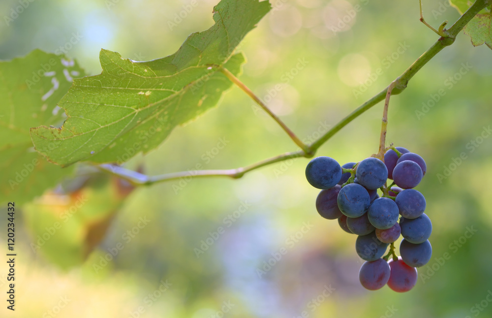 Bunches of red wine grapes Bunches of red wine grapes