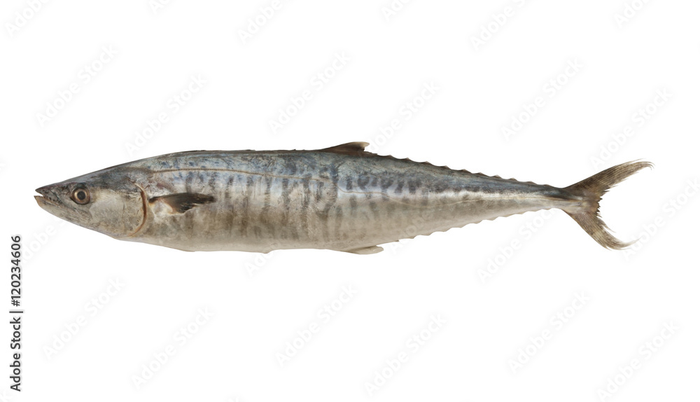 Obraz premium Fresh king mackerel fish isolated on white background
