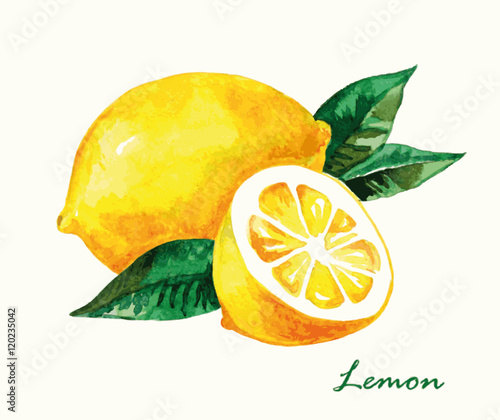 Watercolor lemon. Hand painted
