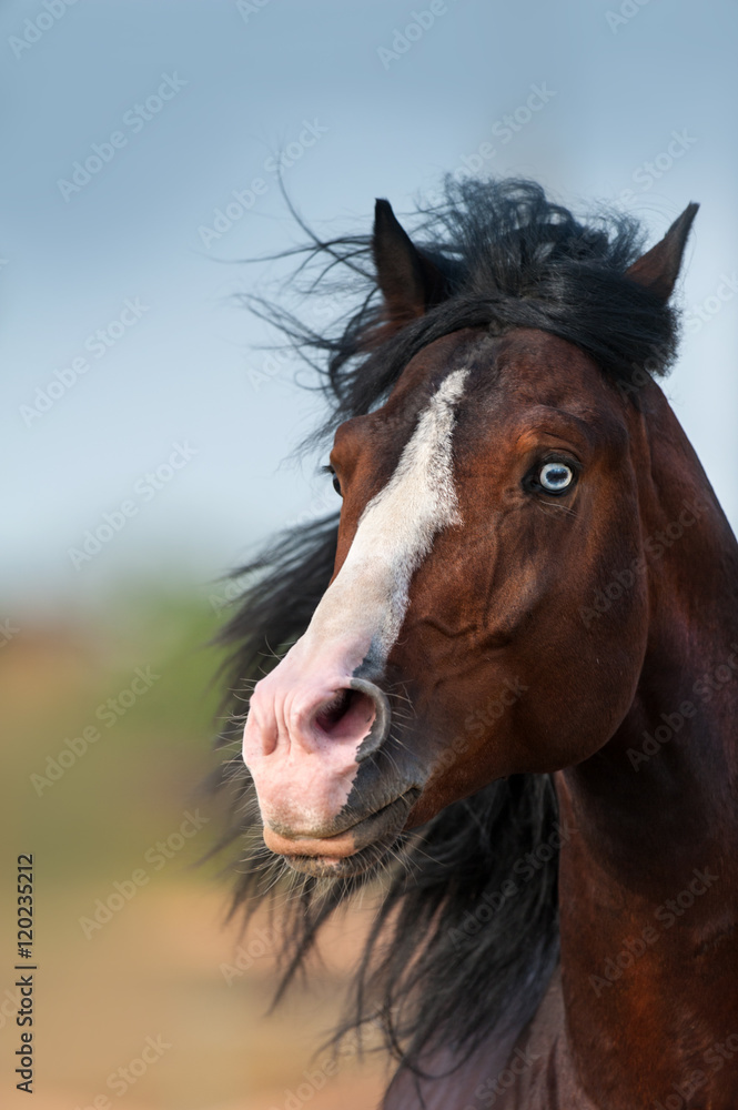 Beautiful bay horse with blue eyes close up portrait in motion Beautiful bay horse with blue eyes close up portrait in motion