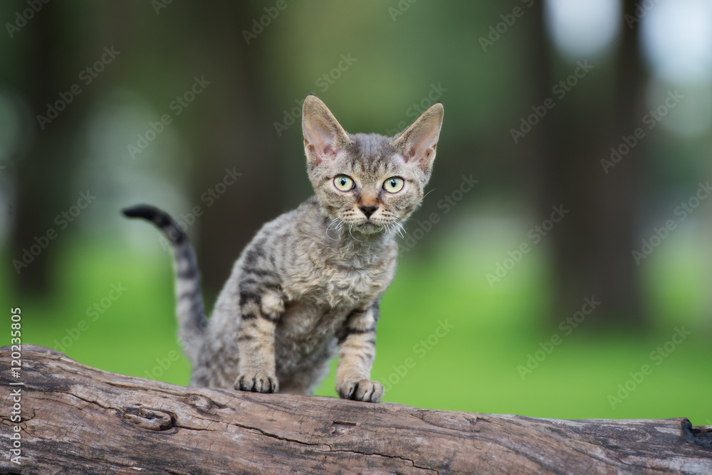adorable tabby devon rex kitten posing on a tree