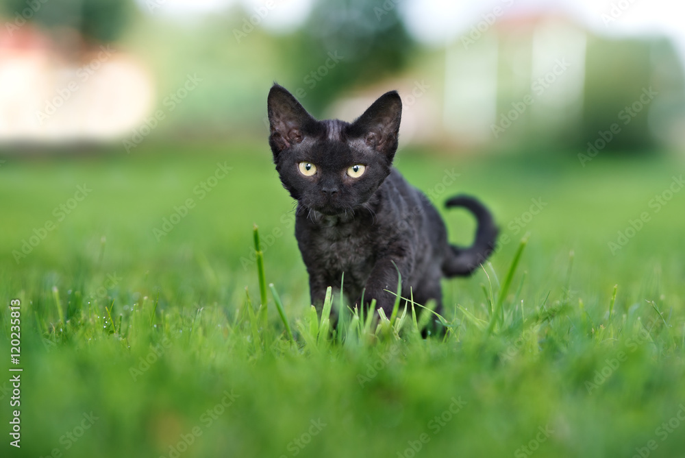 black devon rex kitten portrait outdoors