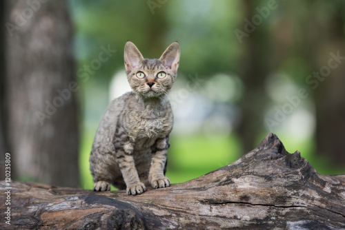 Foto tabby devon rex kitten outdoors