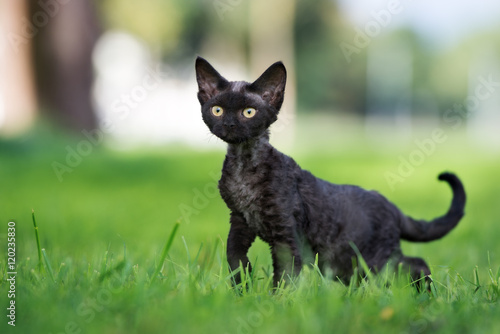 funny black devon rex kitten walking outdoors