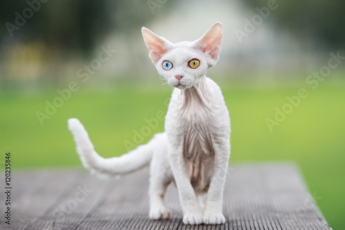 Tableau sur toile white devon rex cat with different color eyes outdoors