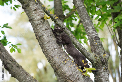 small black kitten climbing a tree
