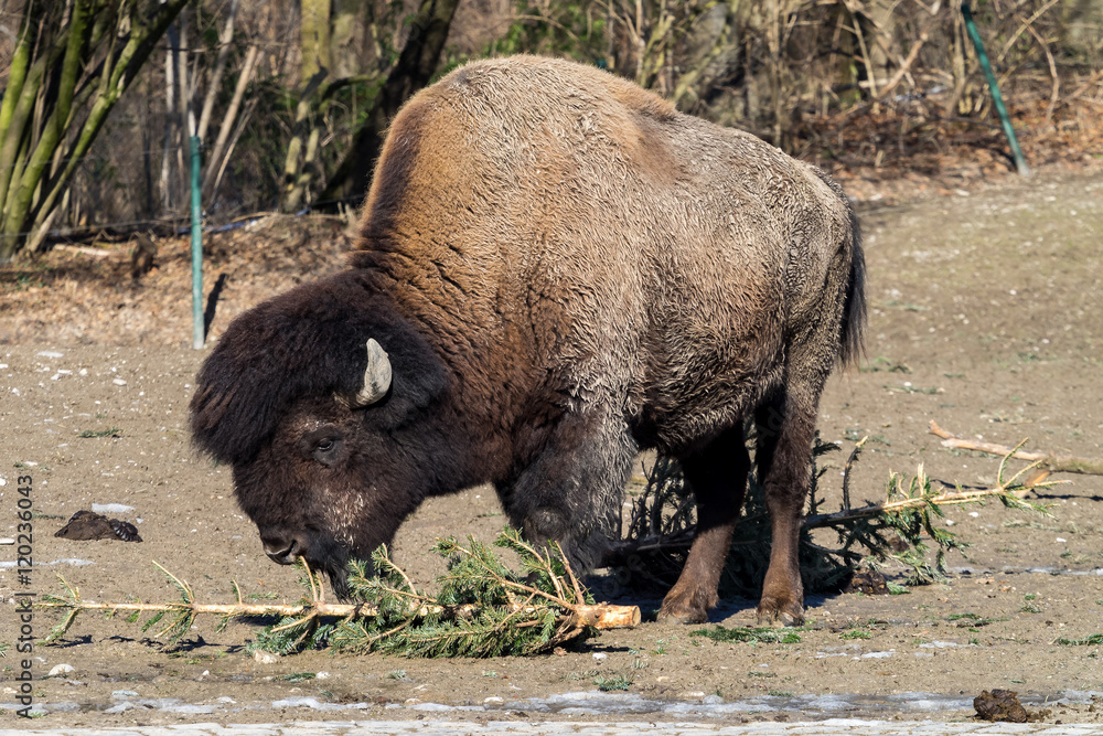 Waldbison - Bos bison Waldbison - Bos bison