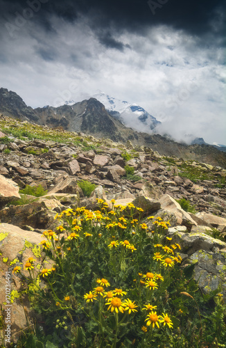 Yellow flowers on a riocky hill photo