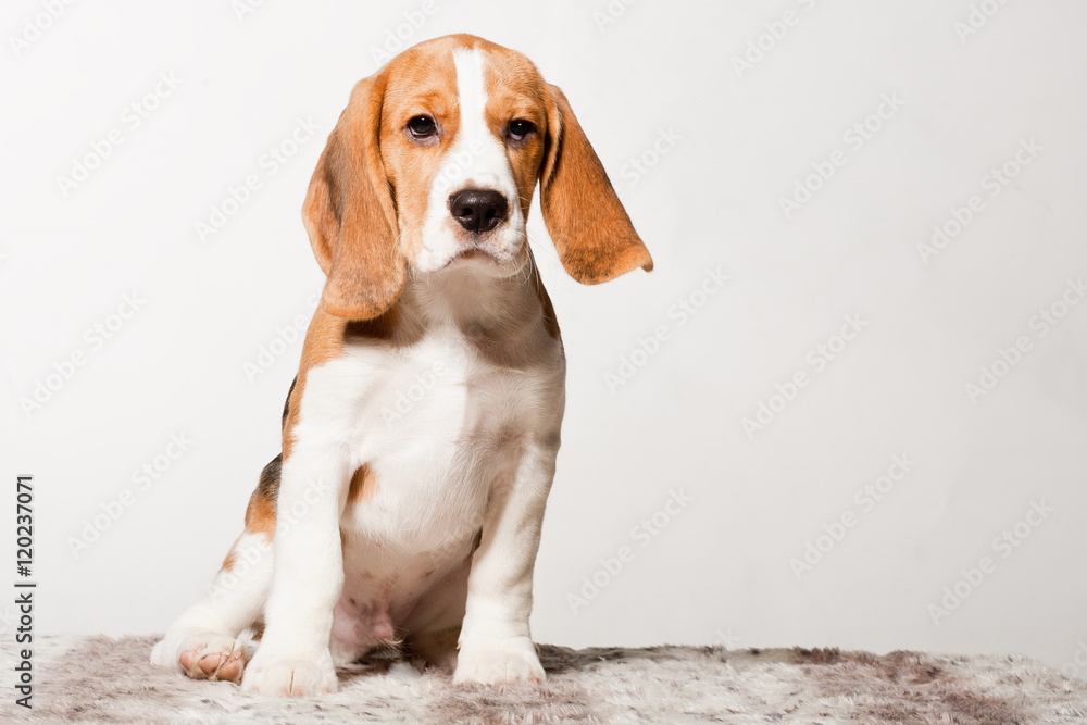 Beagle puppy on a white background in studio