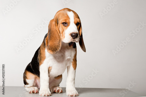Beagle puppy on a white background in studio