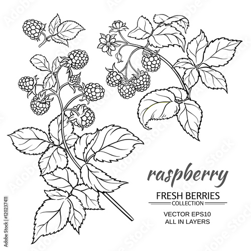 raspberry vector set