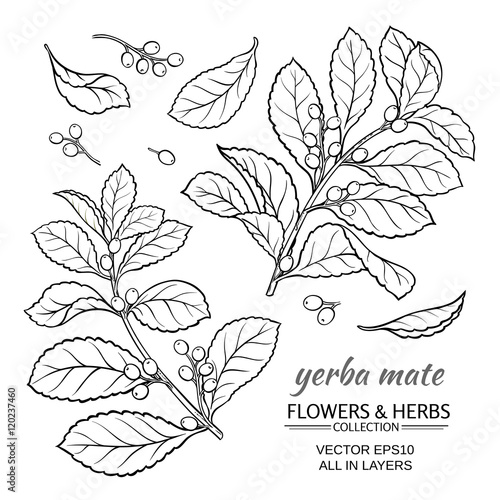 yerba mate vector set