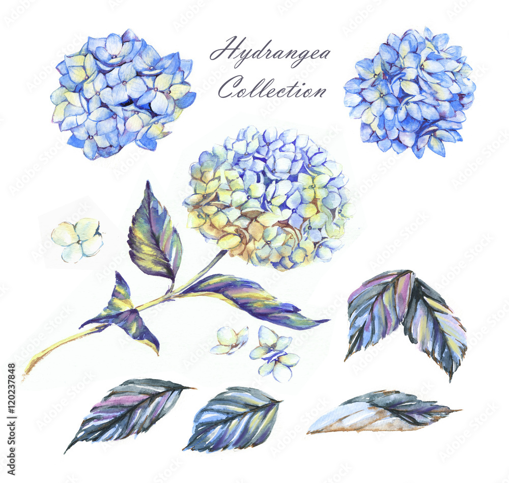 Hand-drawn illustration of the blue hydrangea flowers. Beautiful summer floral elements collection. Set of the separated flowers, leaves and petals, isolated on the white background