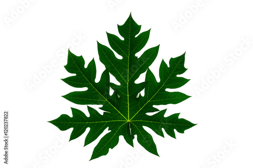 Papaya leaf white isolated background.