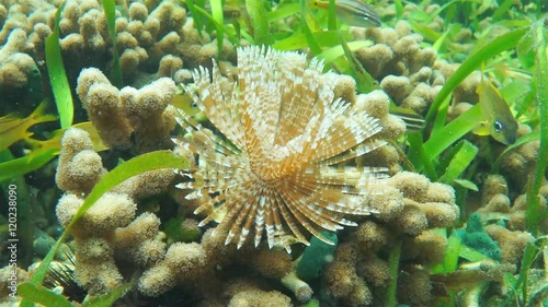 Underwater life, a Magnificent feather duster worm with finger coral and reef fish, Caribbean sea
 photo