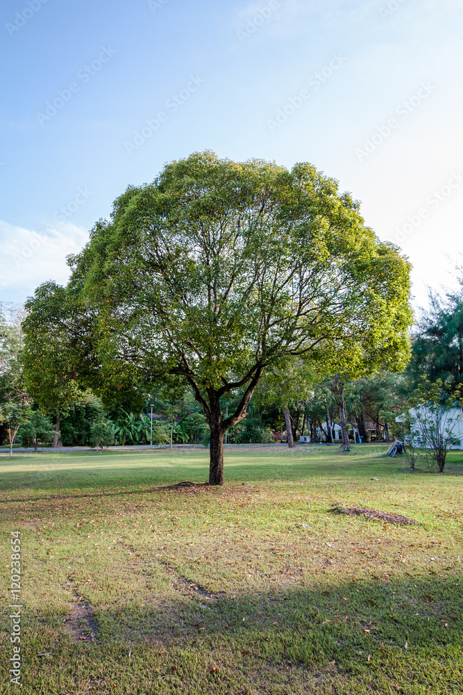 Fototapeta premium Tree