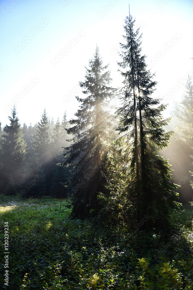 Fototapeta premium Beams of morning sunlight in a deep, dark forest
