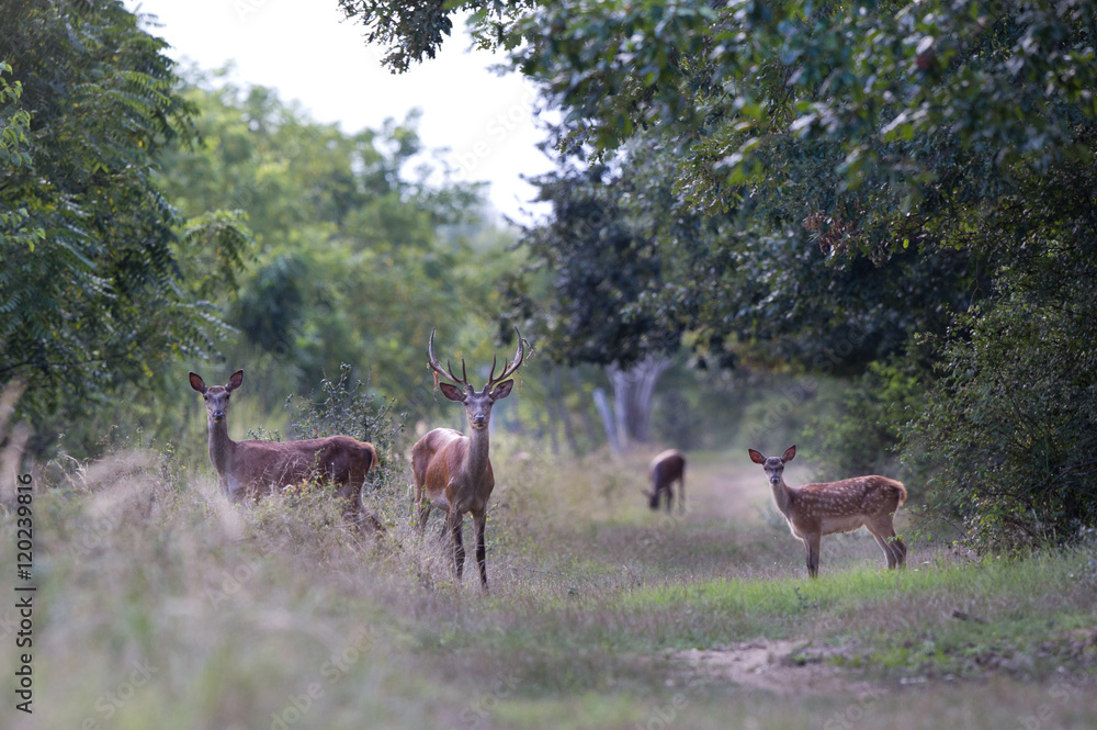 Naklejka premium Red deer family