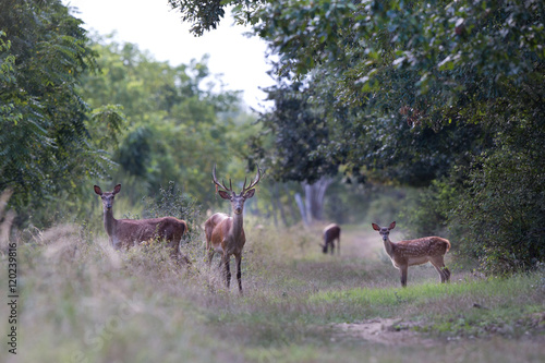 Red deer family