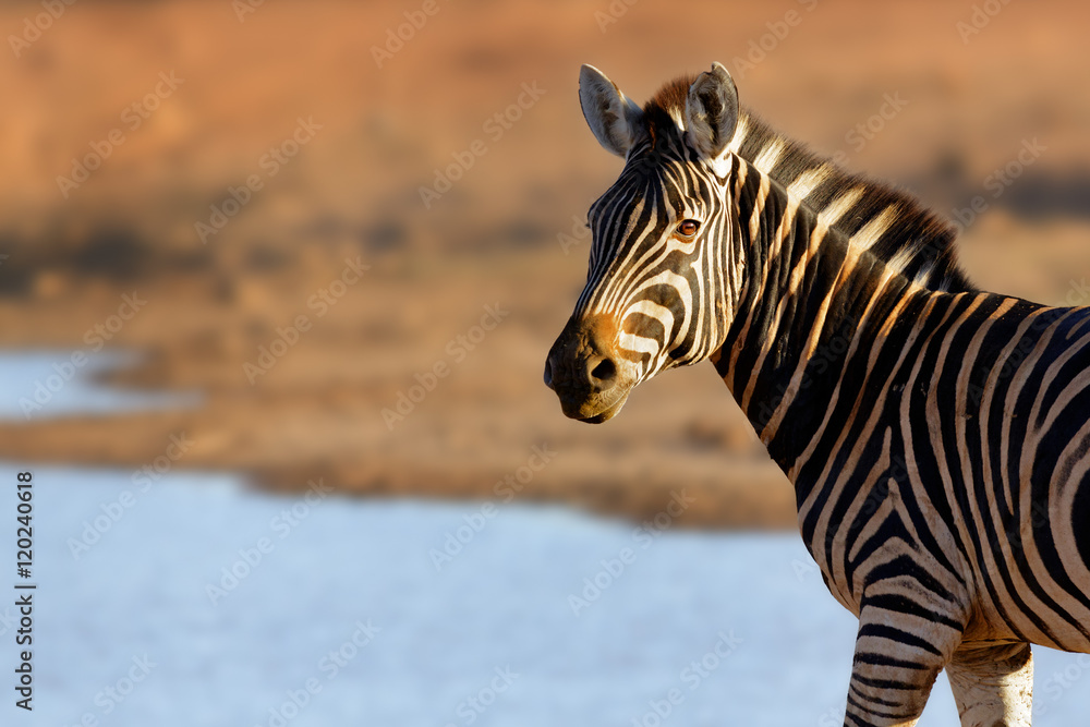 Fototapeta premium Portrait of a zebra in golden light at watering hole. Equus quagga
