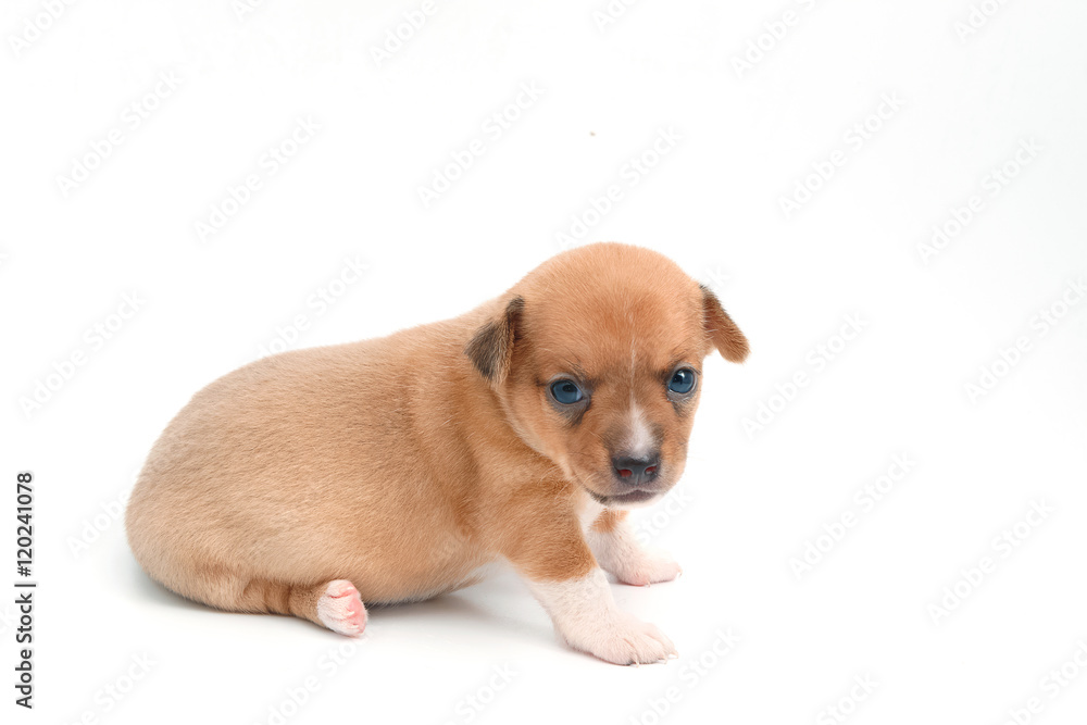 cute chihuahua puppies lying on white background