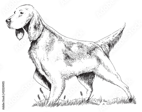 Irish Setter