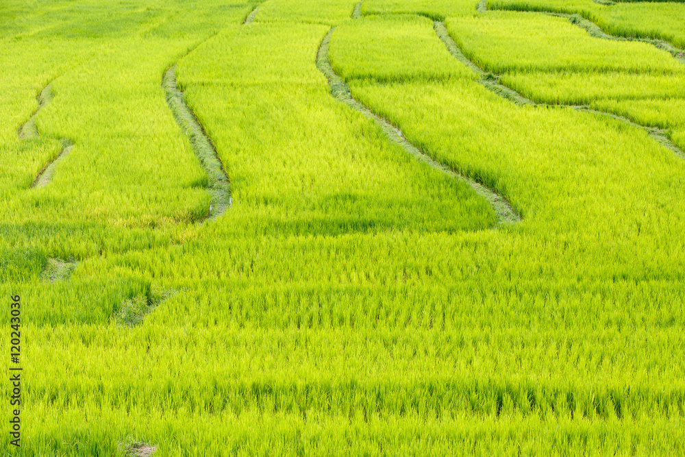 Green Terraced Rice Field in Mae Klang Luang , Mae Chaem, Chiang Mai, Thailand