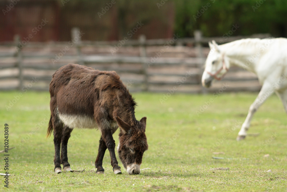 Obraz premium donkey