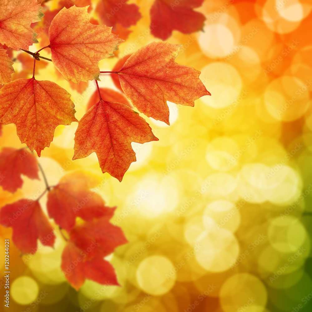 branch with autumn leaves branch with autumn leaves