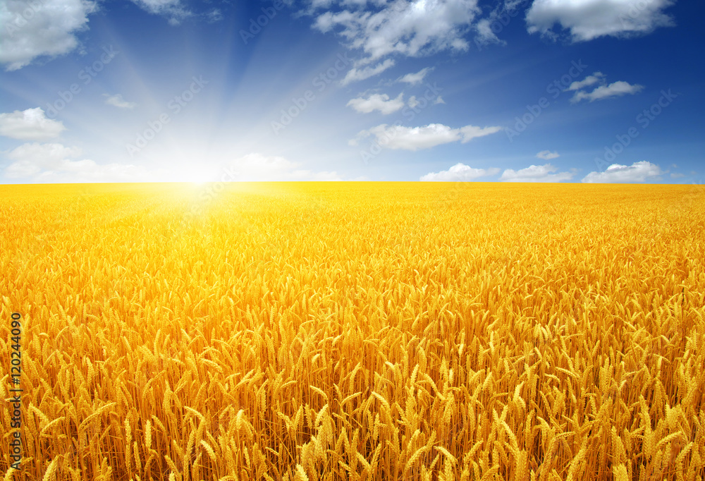 Naklejka premium wheat field and sun
