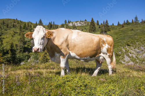 beautiful cow enjoying sunlight in the mountain