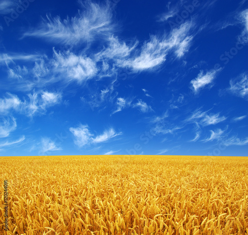 wheat field and sky