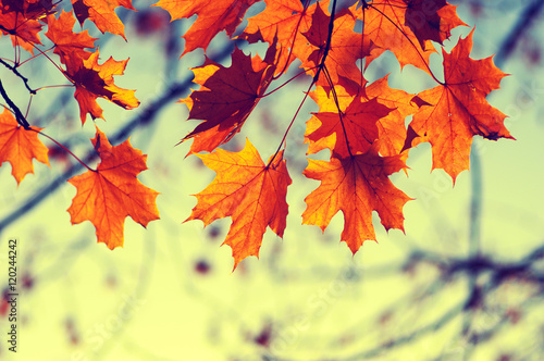 autumn leaves on sky