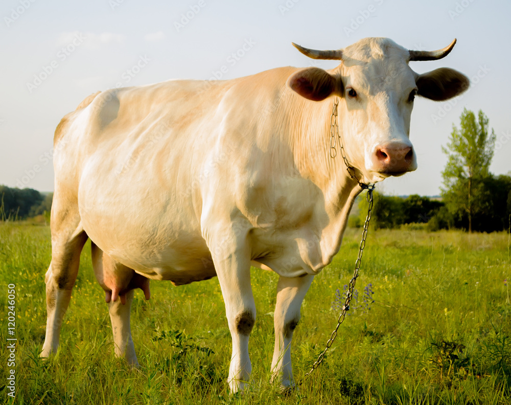 Obraz premium white young cow in countryside