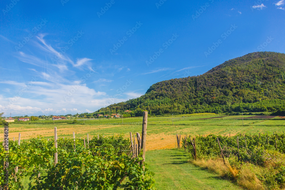 Naklejka premium rural landscape of grape field
