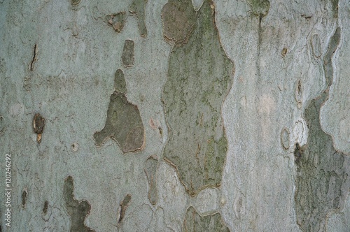 Кора дерева