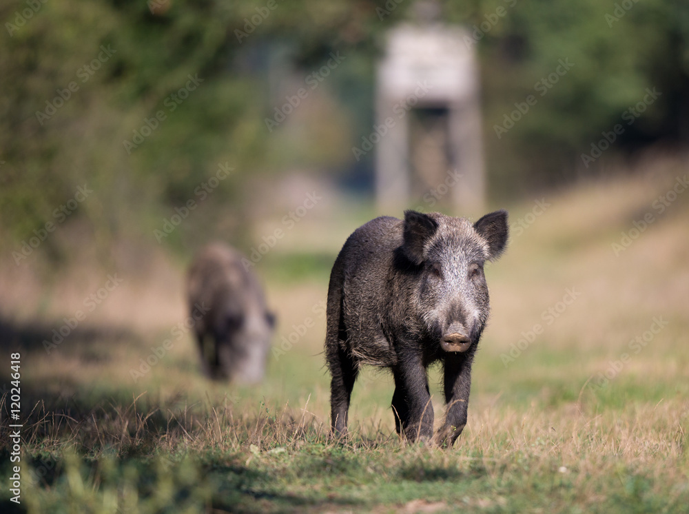Wild boar in forest Wild boar in forest
