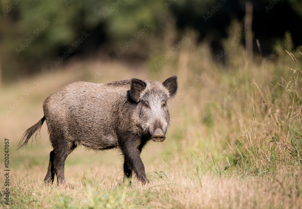 Wild boar in forest Wild boar in forest