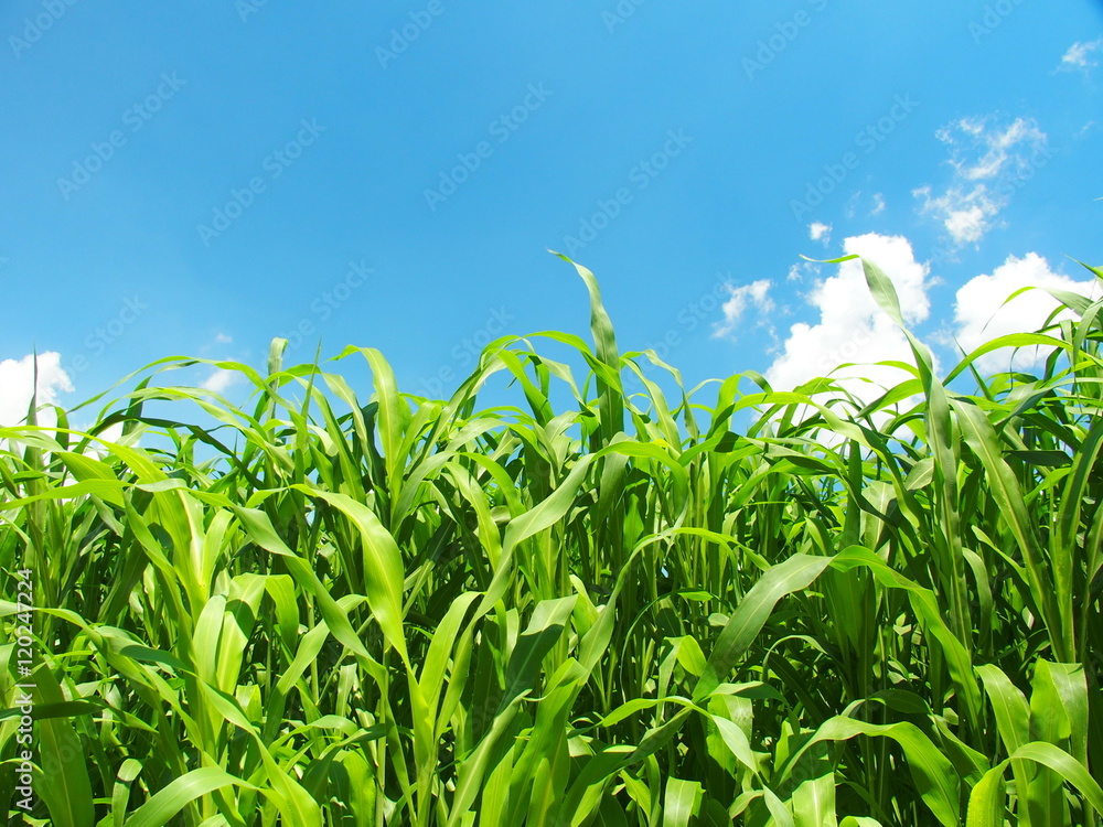 Obraz premium ソルゴーと夏空