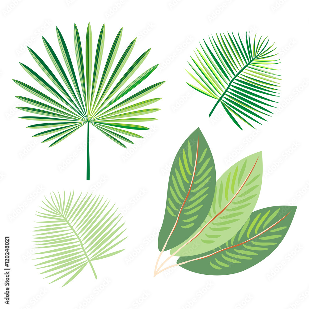 Naklejka premium Set of tropical exotic palm leaf. Vector.