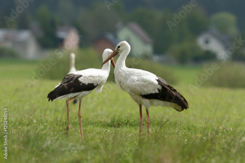 stork