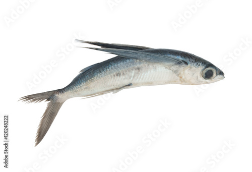 Fotografie, Obraz Tropical flying fish isolated
