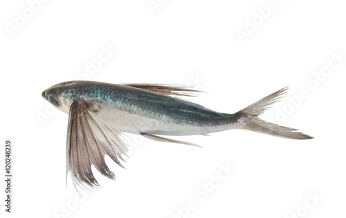 Canvas Print Tropical flying fish isolated