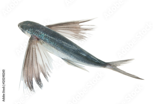 Tropical flying fish isolated photo