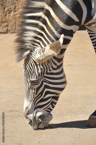 Grevy s zebra  Equus grevyi  in its stable