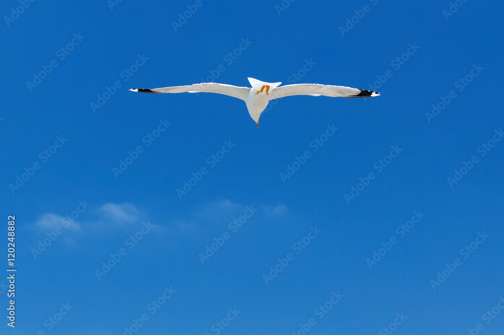 Fototapeta premium White seagull soaring in the blue sky