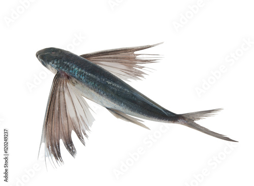 Canvas-taulu Tropical flying fish isolated