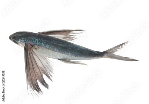 Leinwand Poster Tropical flying fish isolated