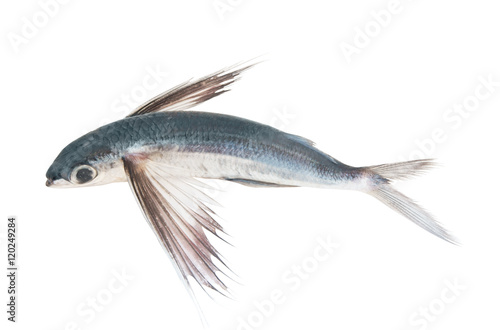 Photographie Tropical flying fish isolated